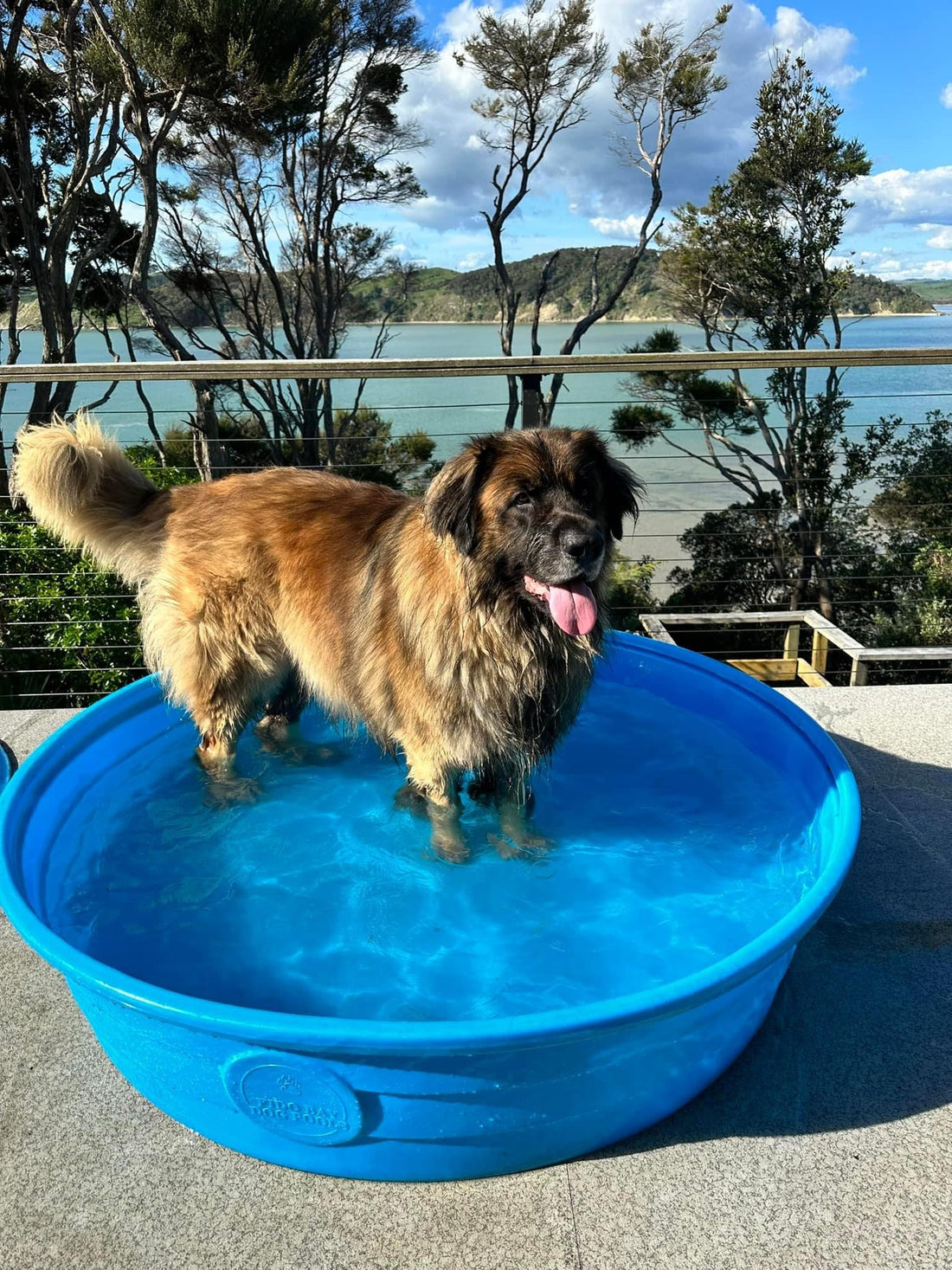 Hard plastic dog pool made from polyethylene - Fido Bay
