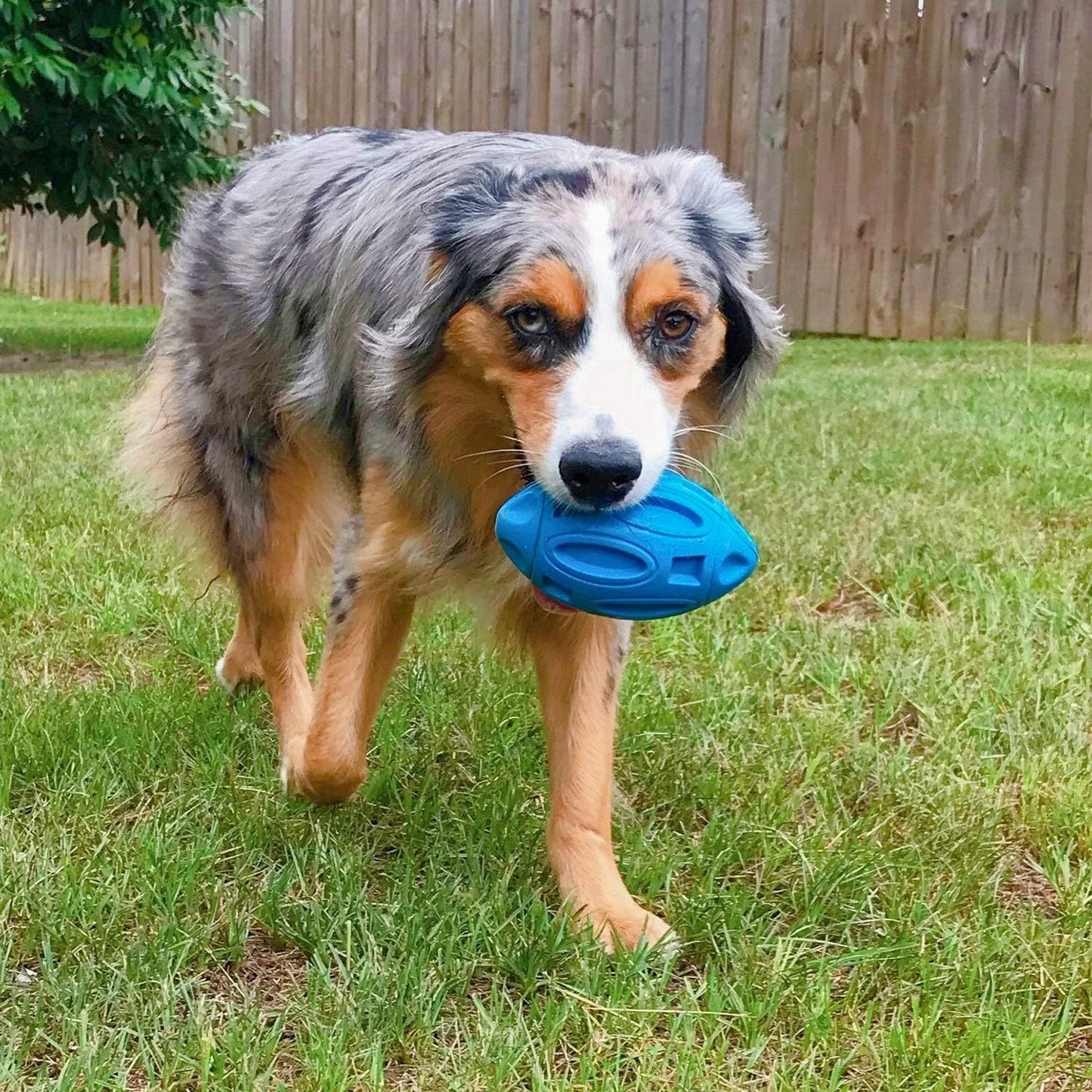 Fido Bay | Ultra-Durable Squeaky Dog Toy – Safe, Chew-Resistant & Fun for Active Dogs - Fido Bay