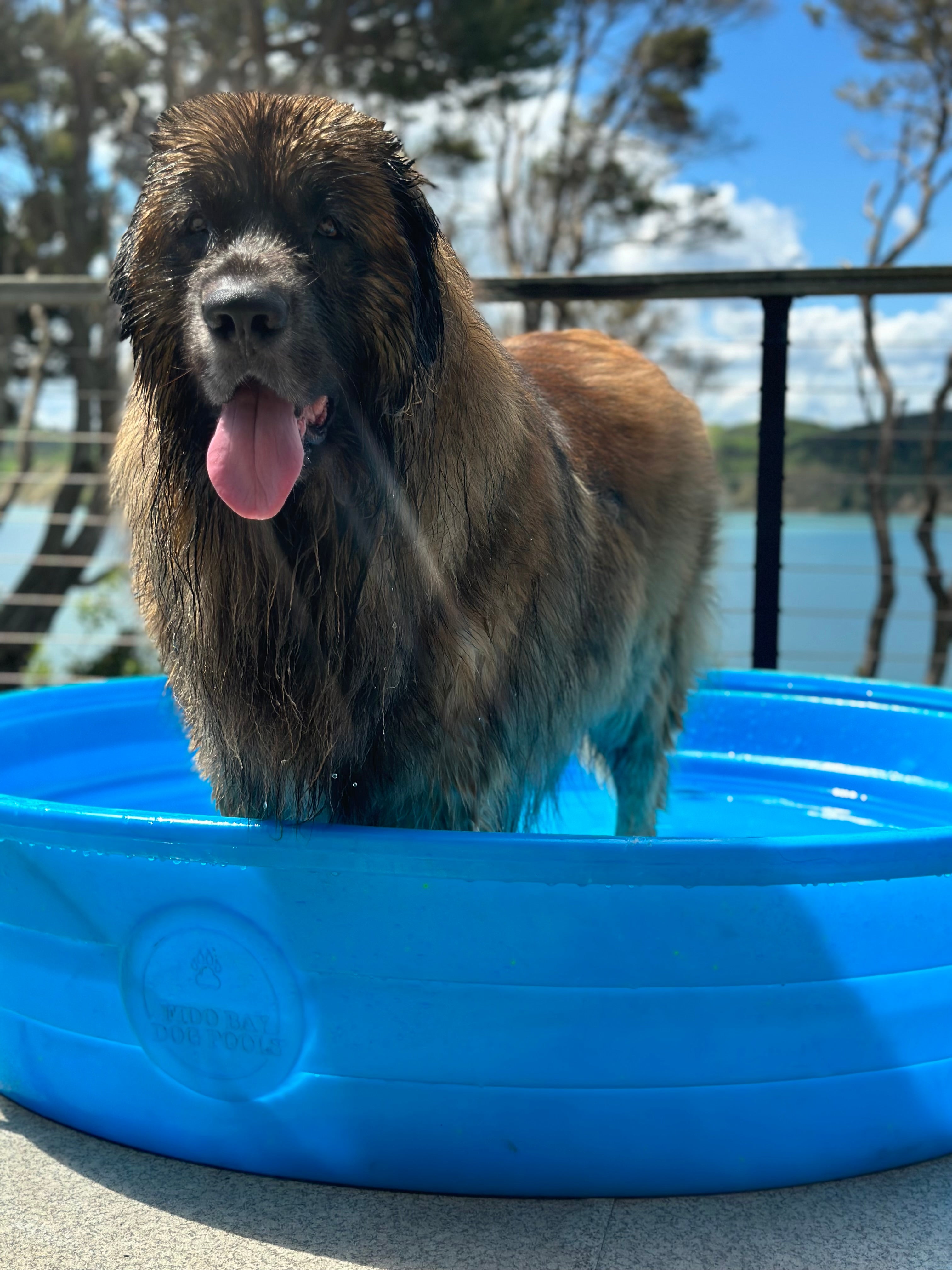 Large Dog Pool. Portable dog pool, dog proof pool made from hard plastic polyethylene. 