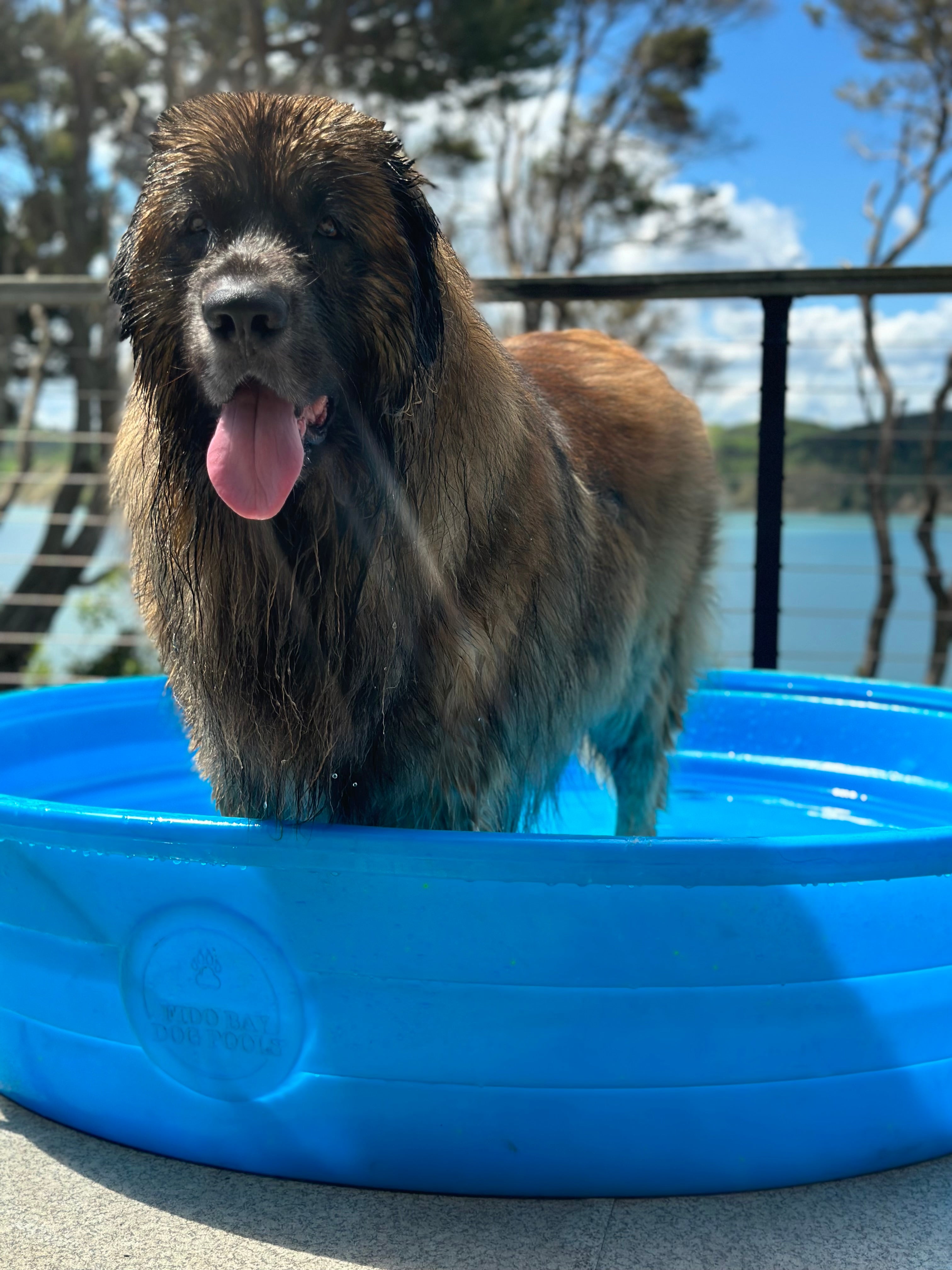 Dog proof paddling sales pool