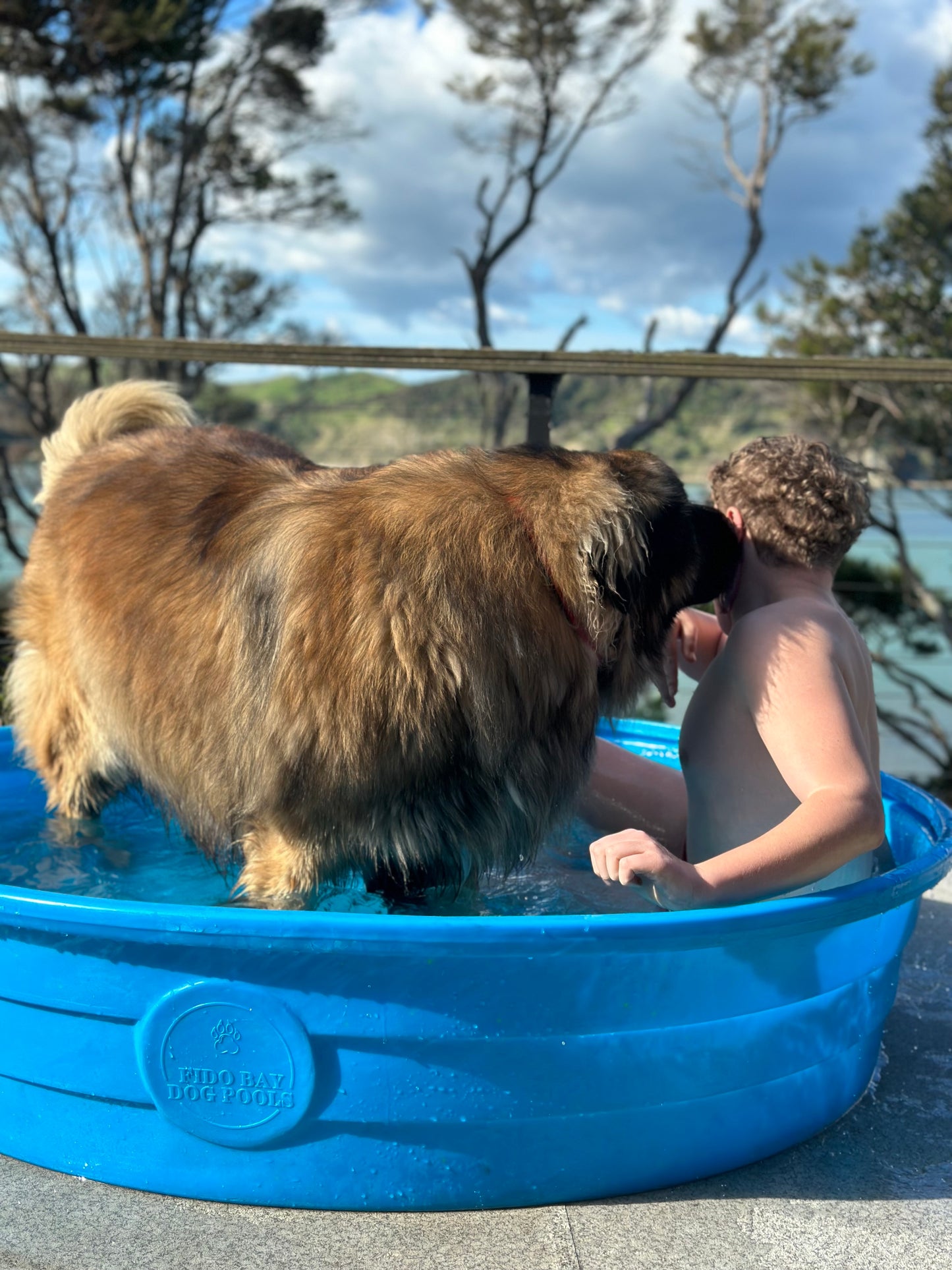 Large Dog Pool. Big enough for the whole pack or family.