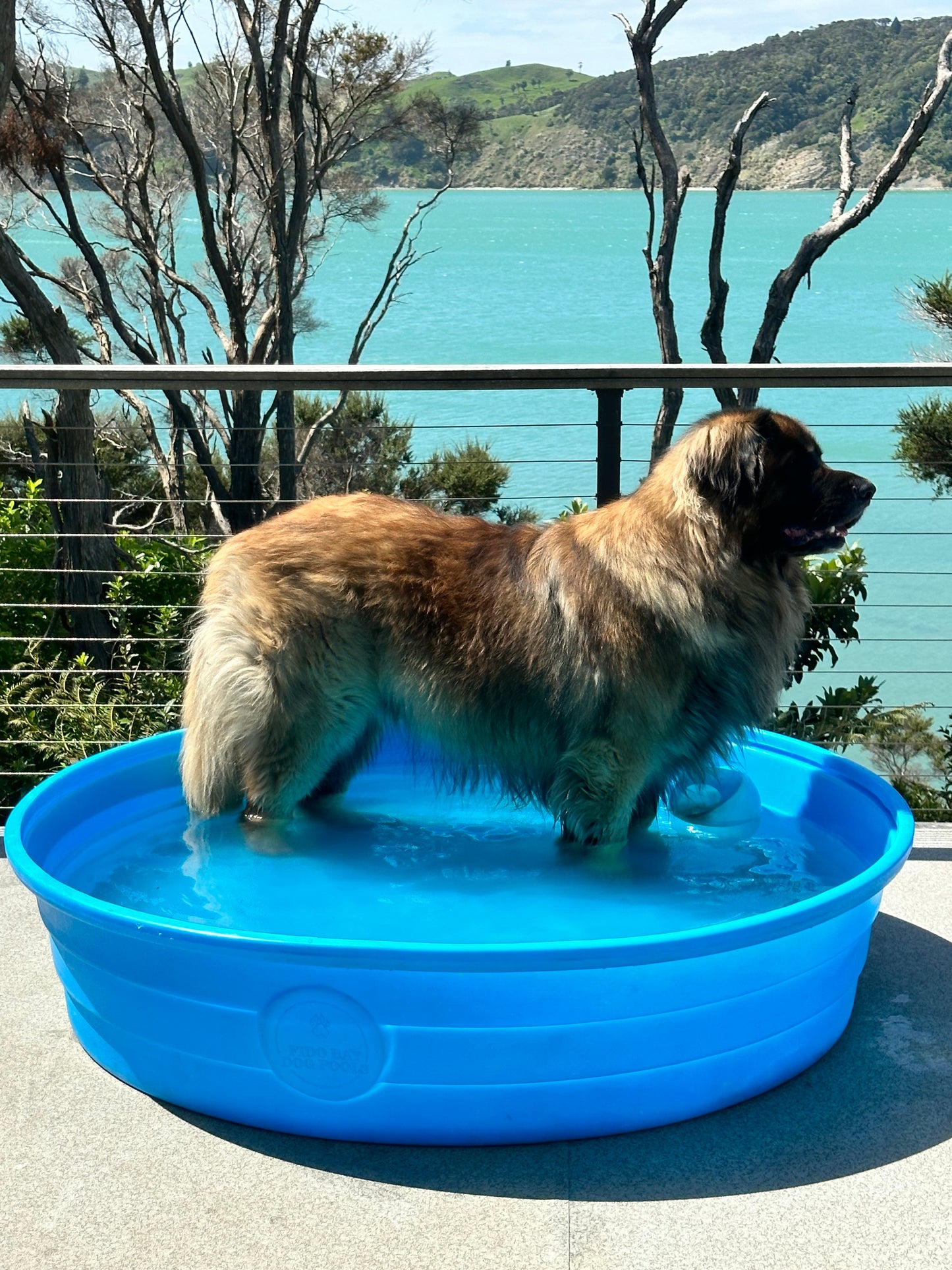 Large Dog Pool. Dog pools for large dogs 