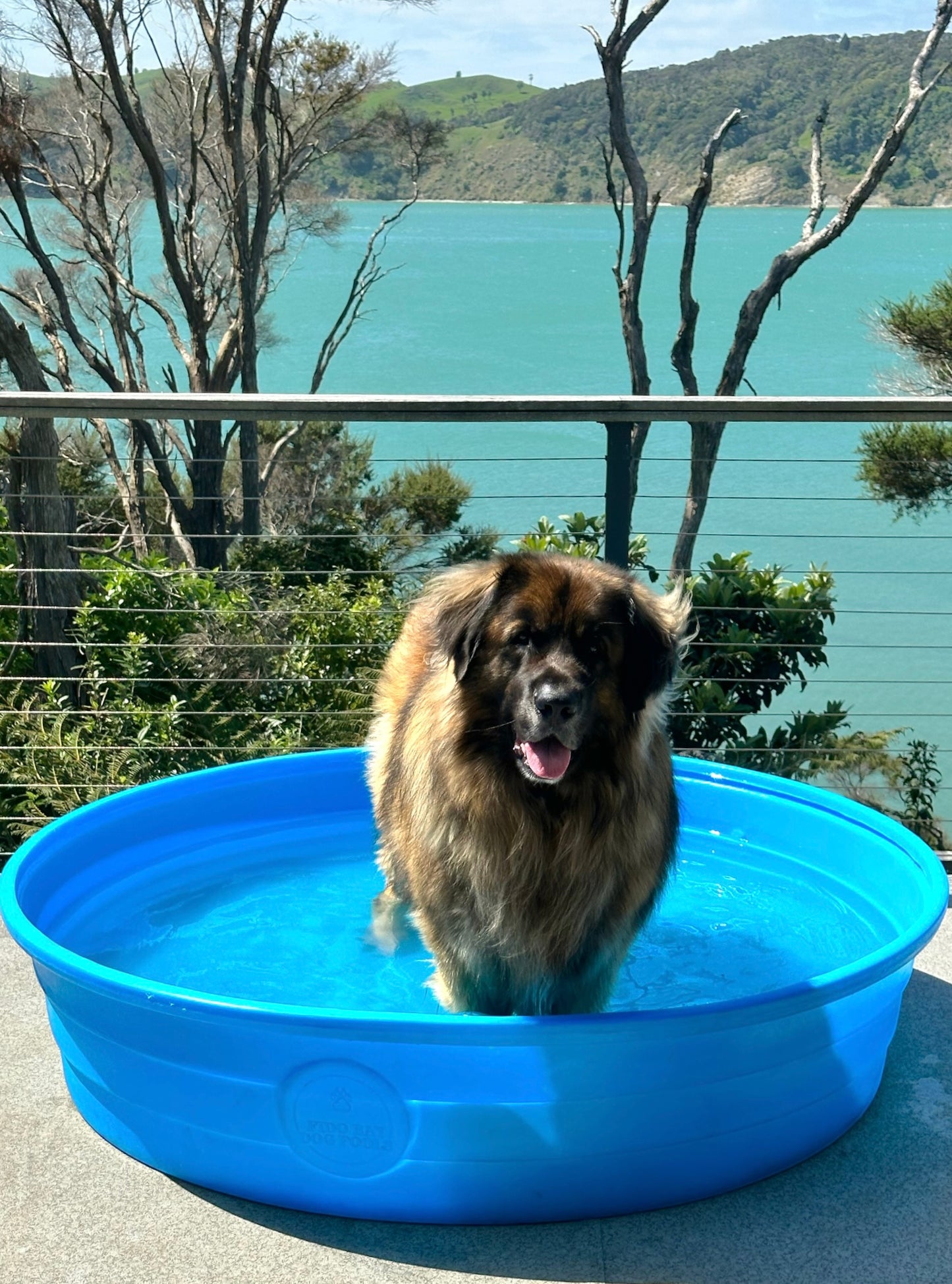 Best Dog Pool in NZ, Hard Plastic Dog Pool, Non Foldable Dog Pool, Strong Dog Pool, Indestructible Polyethylene.